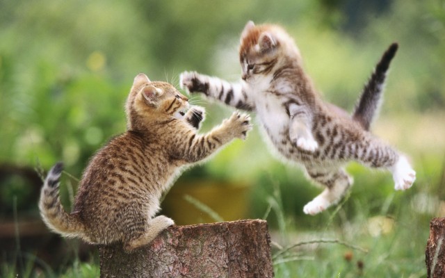 Cats. Desktop wallpaper