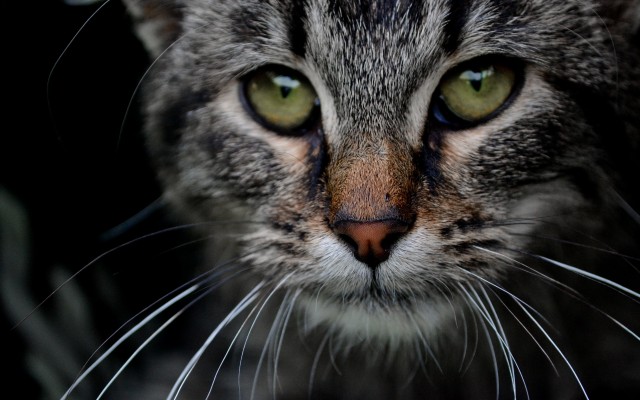 Cats. Desktop wallpaper