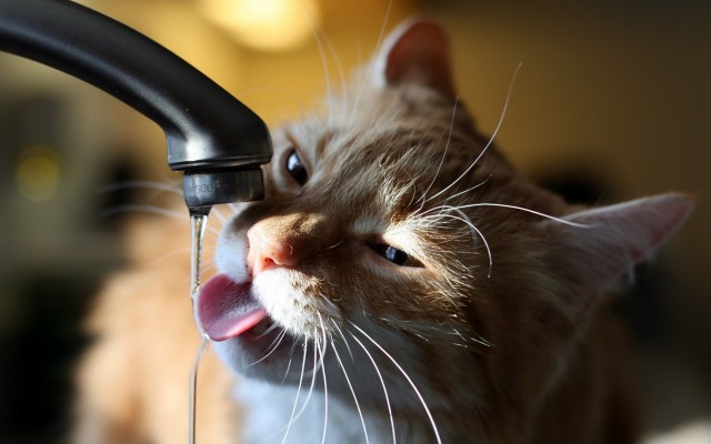 Cats. Desktop wallpaper