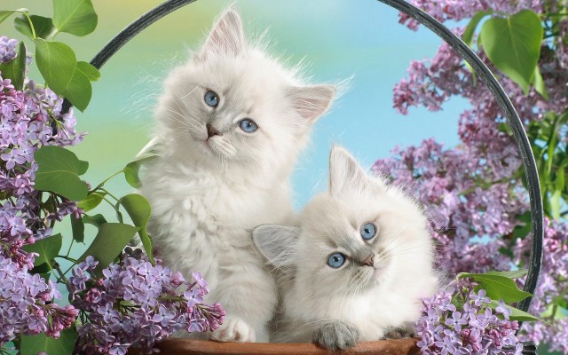 Cats. Desktop wallpaper