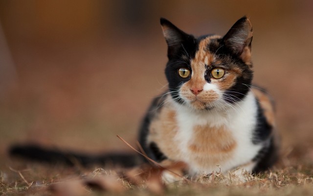 Cats. Desktop wallpaper