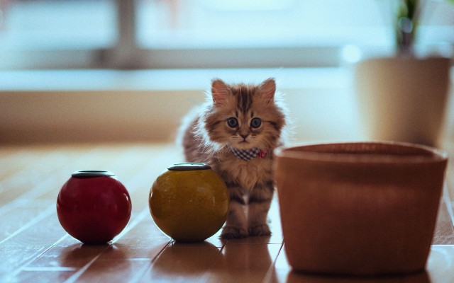 Cats. Desktop wallpaper