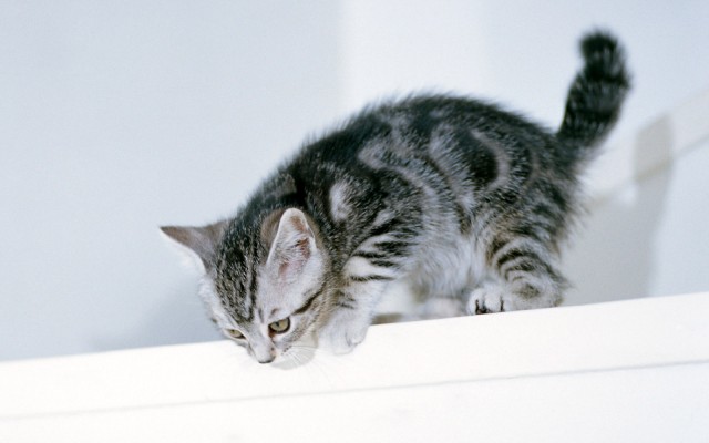 Cats. Desktop wallpaper