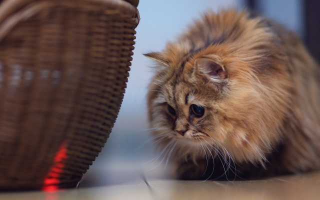 Cats. Desktop wallpaper