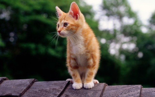 Cats. Desktop wallpaper