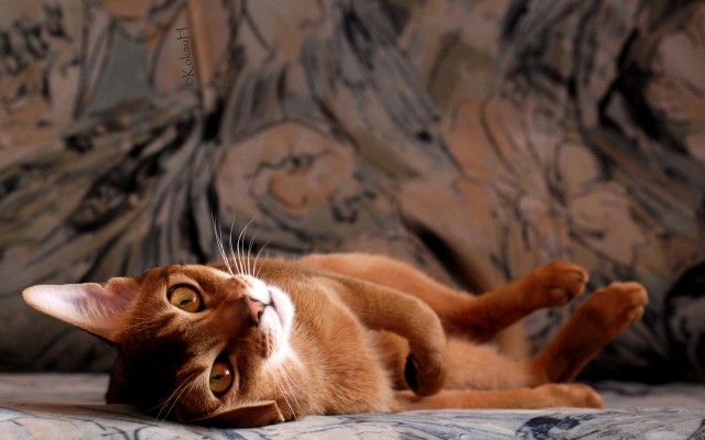 Cats. Desktop wallpaper