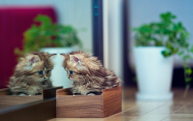 Cats. Desktop wallpaper