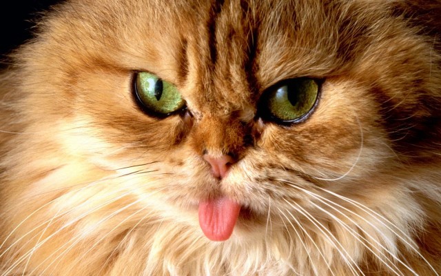 Cats. Desktop wallpaper