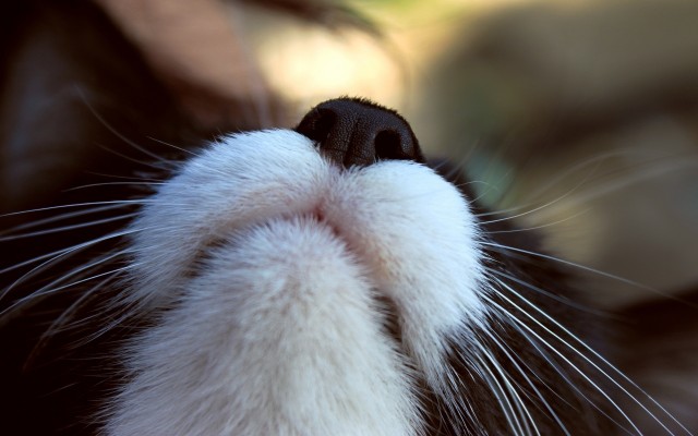 Cats. Desktop wallpaper
