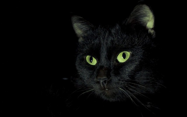 Cats. Desktop wallpaper