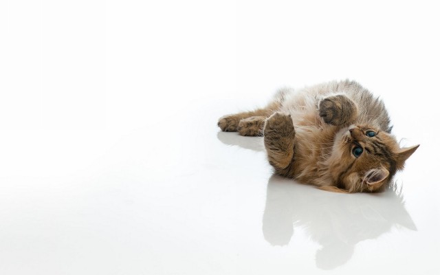 Cats. Desktop wallpaper