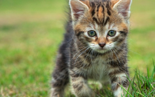 Cats. Desktop wallpaper