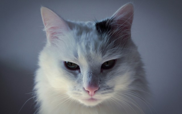Cats. Desktop wallpaper