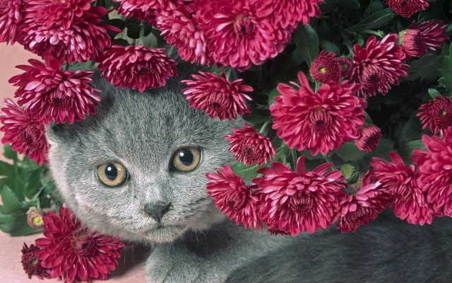 Cats. Desktop wallpaper