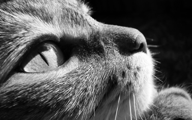 Cats. Desktop wallpaper