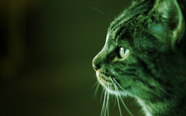Cats. Desktop wallpaper