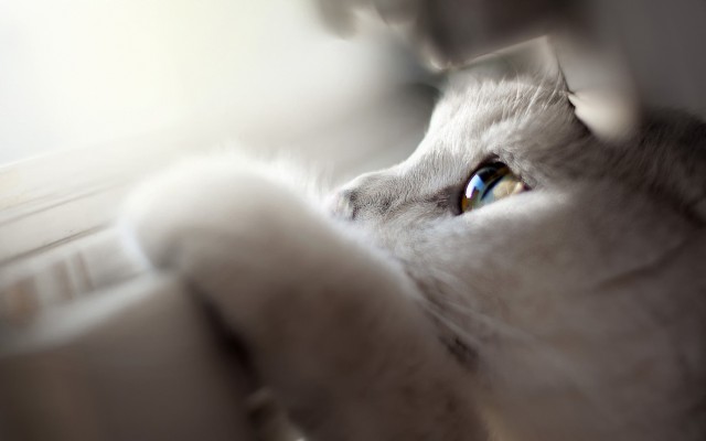Cats. Desktop wallpaper