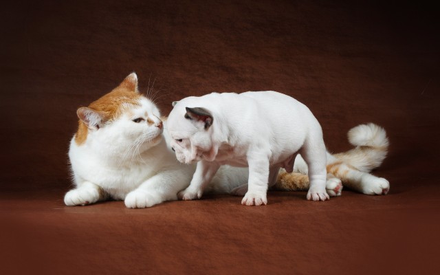 Cats. Desktop wallpaper