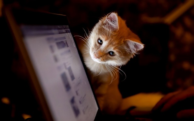 Cats. Desktop wallpaper