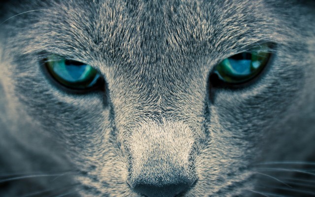 Cats. Desktop wallpaper