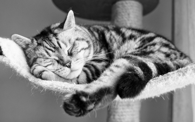 Cats. Desktop wallpaper