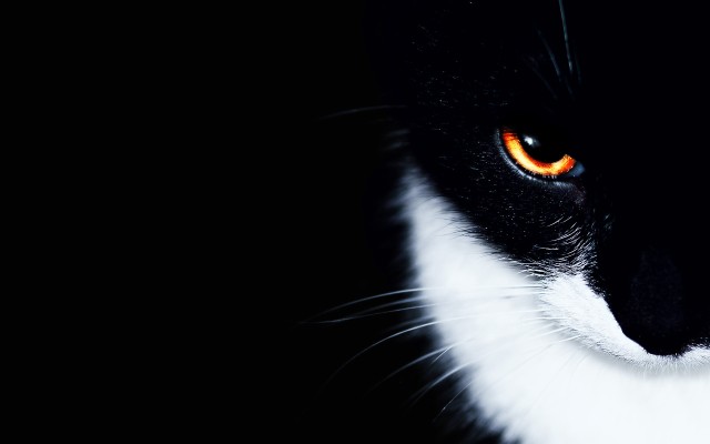 Cats. Desktop wallpaper