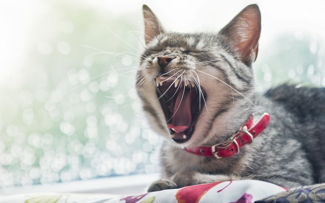 Cats. Desktop wallpaper