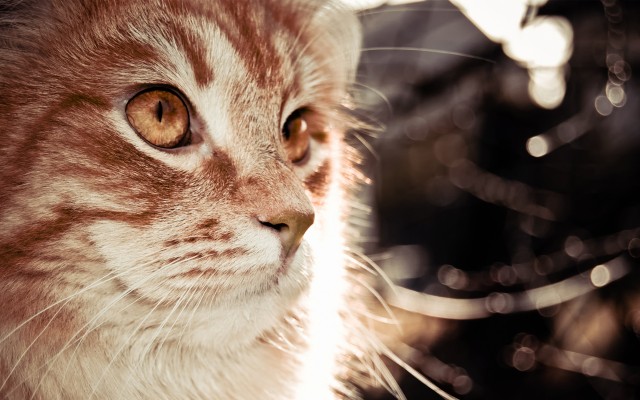 Cats. Desktop wallpaper