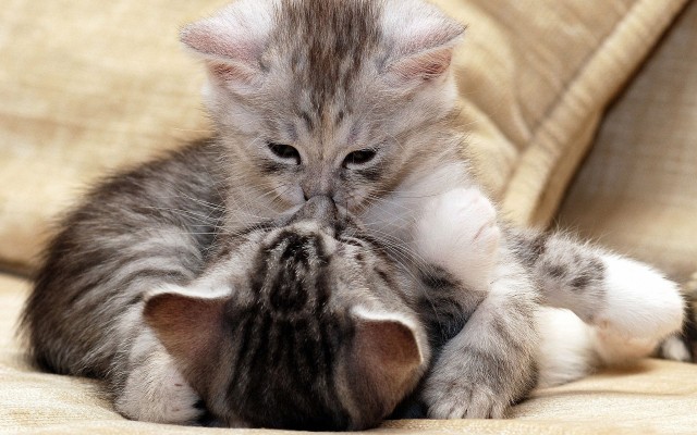 Cats. Desktop wallpaper