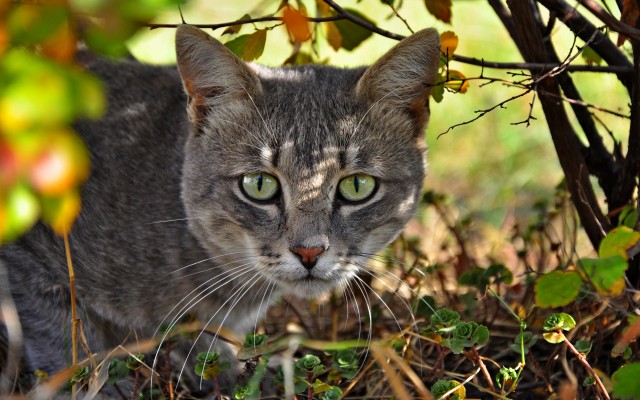 Cats. Desktop wallpaper