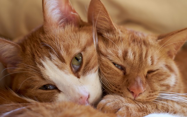 Cats. Desktop wallpaper