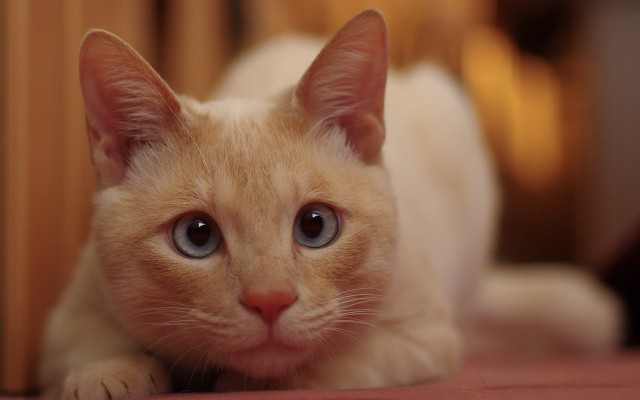 Cats. Desktop wallpaper