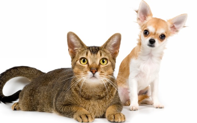 Cats. Desktop wallpaper