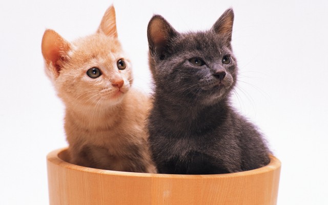 Cats. Desktop wallpaper
