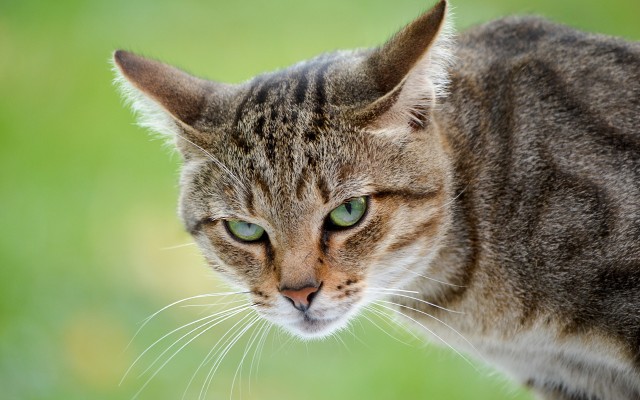 Cats. Desktop wallpaper