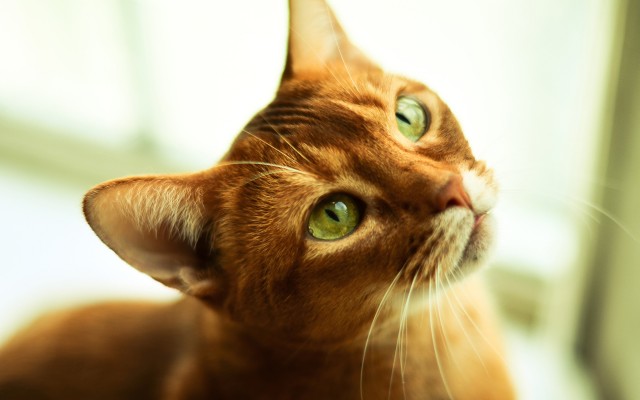 Cats. Desktop wallpaper