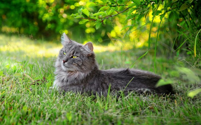 Cats. Desktop wallpaper