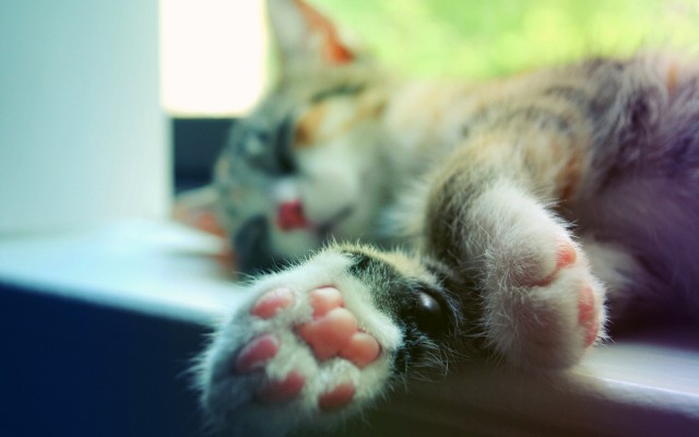 Cats. Desktop wallpaper