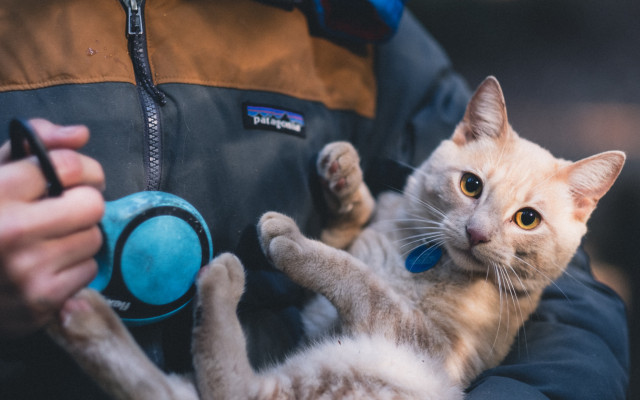 Cats. Desktop wallpaper