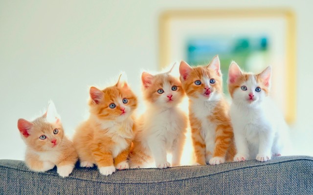 Cats. Desktop wallpaper