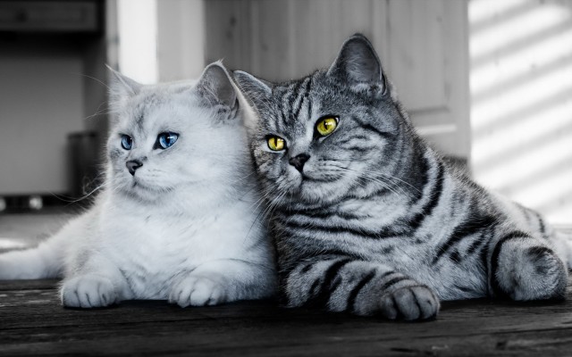 Cats. Desktop wallpaper