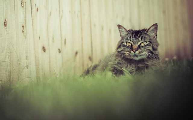 Cats. Desktop wallpaper