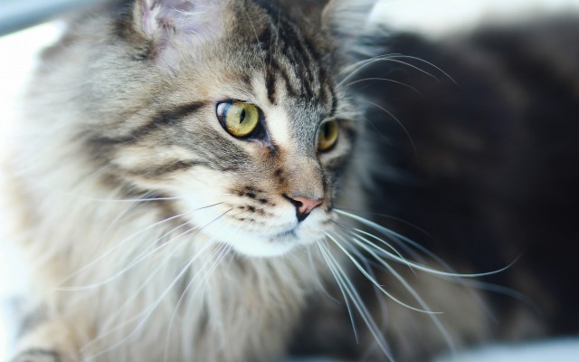 Cats. Desktop wallpaper