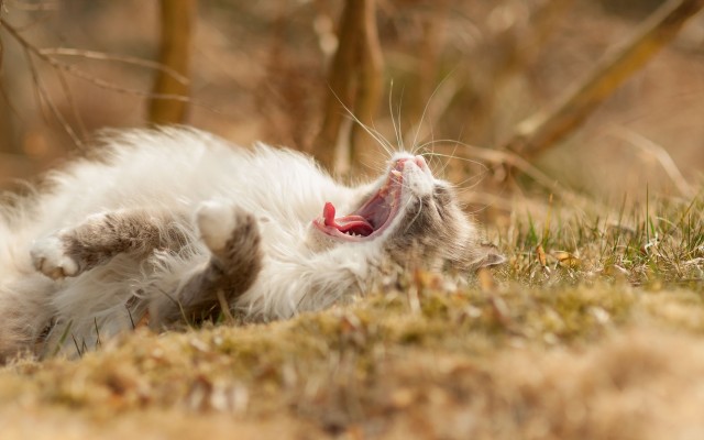 Cats. Desktop wallpaper