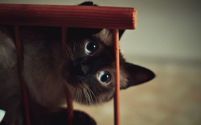 Cats. Desktop wallpaper