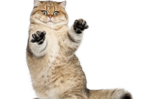 Cats. Desktop wallpaper