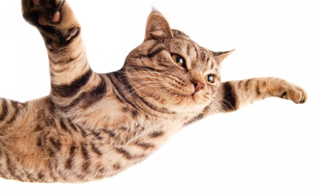 Cats. Desktop wallpaper