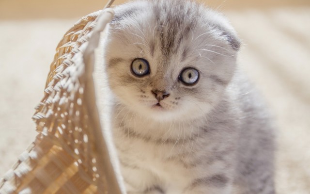 Cats. Desktop wallpaper