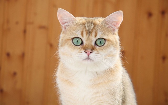 Cats. Desktop wallpaper