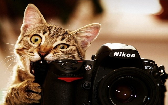 Cats. Desktop wallpaper